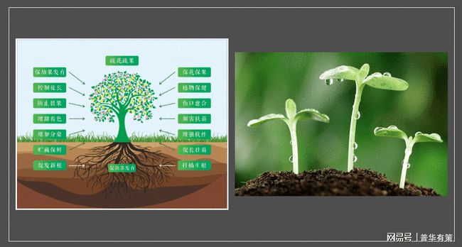 植物生长调节剂对植物插条枝条不定根发生的影响