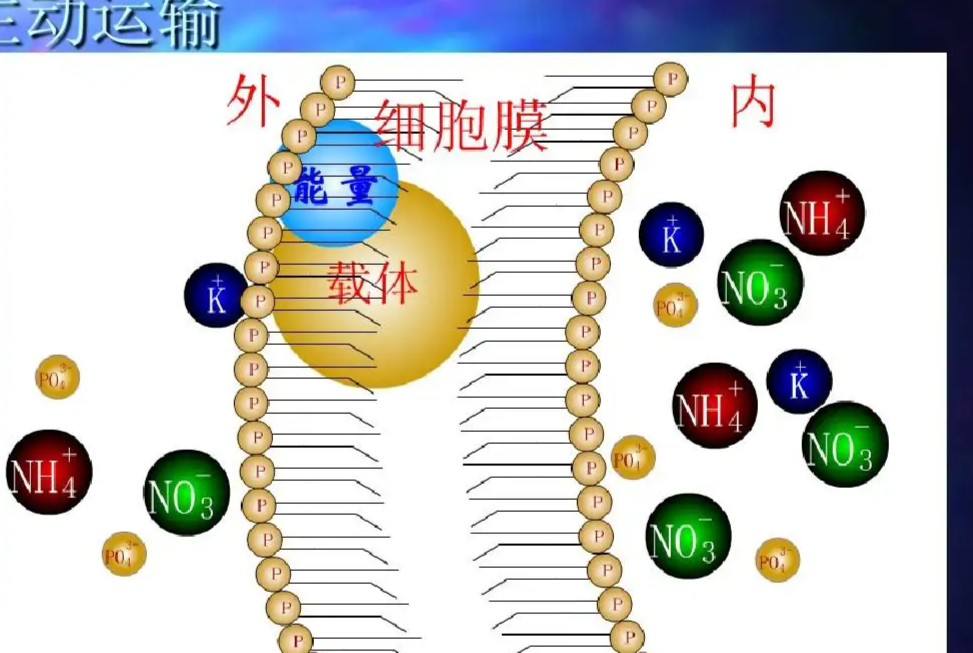 切片生物概念